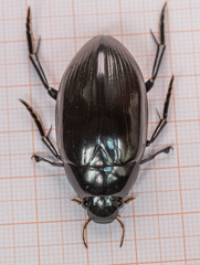 Hydrophilus aterrimus