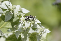 Dielis plumipes
