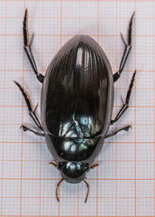 Hydrophilus aterrimus
