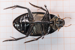 Hydrophilus aterrimus