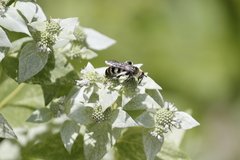 Dielis plumipes