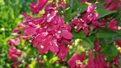 Weigela