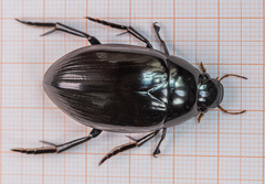 Hydrophilus aterrimus