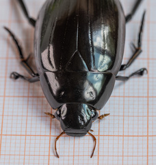 Hydrophilus aterrimus