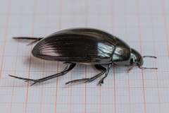 Hydrophilus aterrimus