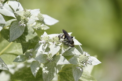 Dielis plumipes