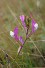 Astragalus macropus