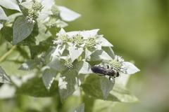 Dielis plumipes