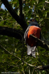 Trogon curucui