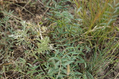 Astragalus macropus