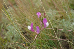 Astragalus macropus