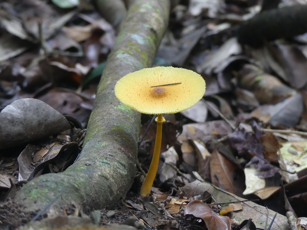 Leucocoprinus brunneoluteus · July 2022 · photo: © guillaume_delaitre (iNaturalist, cc-by)