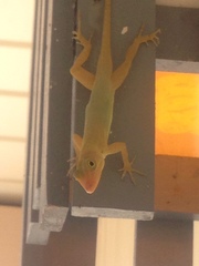Anolis acutus