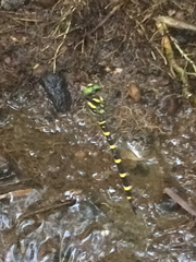 Cordulegaster erronea