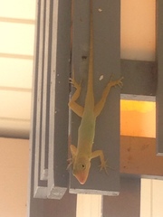 Anolis acutus