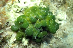 Codium effusum