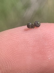 Fluminicola turbiniformis