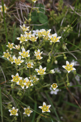 Saxifraga aspera