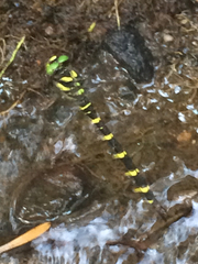 Cordulegaster erronea