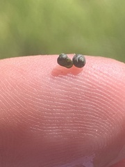 Fluminicola turbiniformis