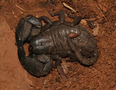 Cheloctonus intermedius