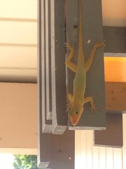 Anolis acutus