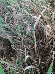 Argiope bruennichi
