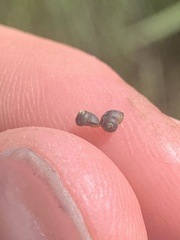 Fluminicola turbiniformis