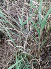 Argiope bruennichi