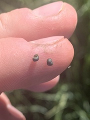 Fluminicola turbiniformis