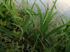 Argiope bruennichi