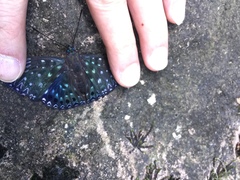 Dichorragia nesimachus