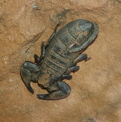 Cheloctonus intermedius
