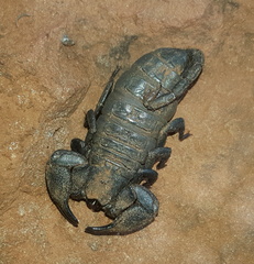 Cheloctonus intermedius