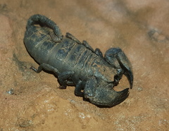 Cheloctonus intermedius