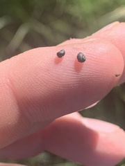 Fluminicola turbiniformis