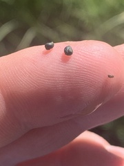 Fluminicola turbiniformis