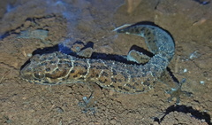 Pachydactylus vansoni