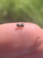 Fluminicola turbiniformis