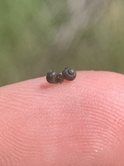 Fluminicola turbiniformis