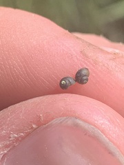 Fluminicola turbiniformis