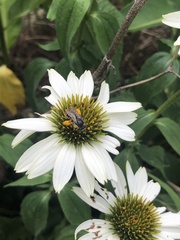 Melissodes subillatus