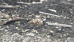 Lagopus muta hyperborea