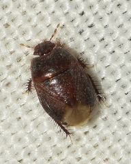 Byrsinus pilosulus