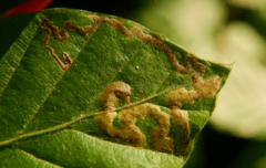 Stigmella hemargyrella