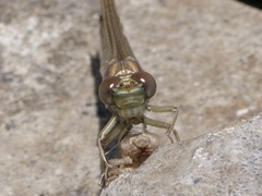 Stylurus notatus