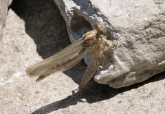 Stylurus notatus