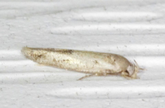 Mompha brevivittella
