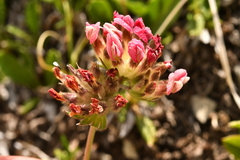 Anthyllis vulneraria alpestris