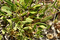 Anthyllis vulneraria alpestris